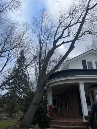 Images Spears Tree Experts Inc.