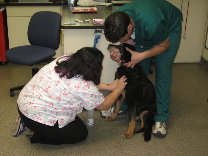 Images VCA Sacramento Animal Medical Group