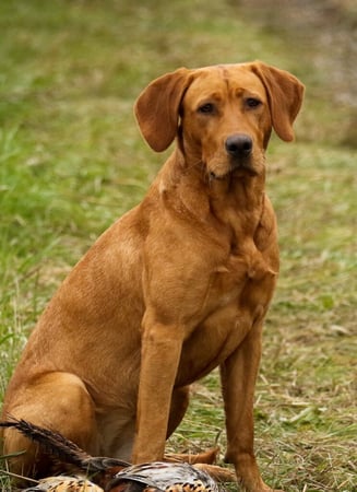 Images Quick Trigger Kennels