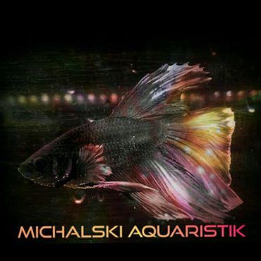 Michalski's Aquaristik in Hildesheim - Logo