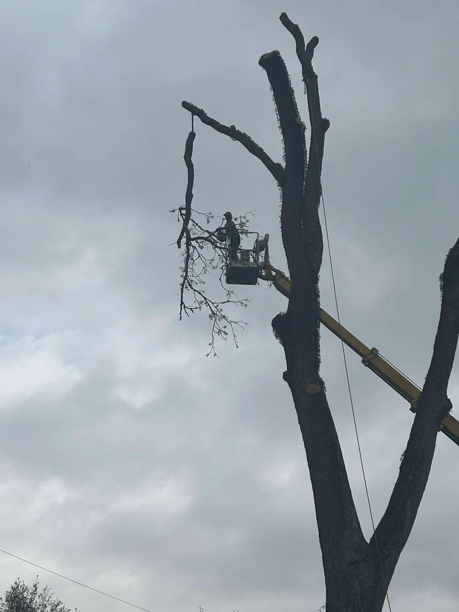 Bynog's Tree Services Image