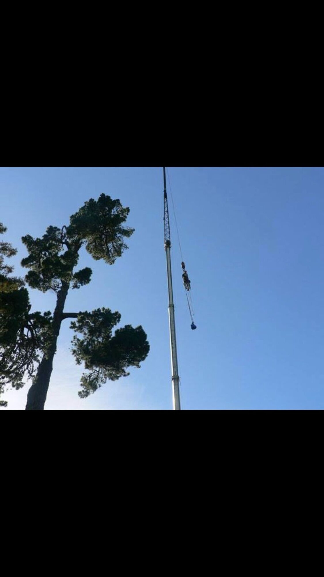 Images Trident Tree Solutions Ltd.