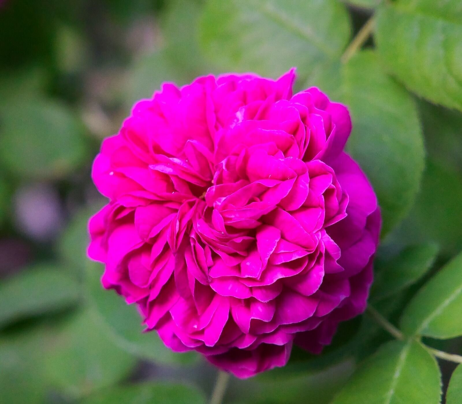 Hausmeisterservice & Gartenstyling in Offenbach Am Main