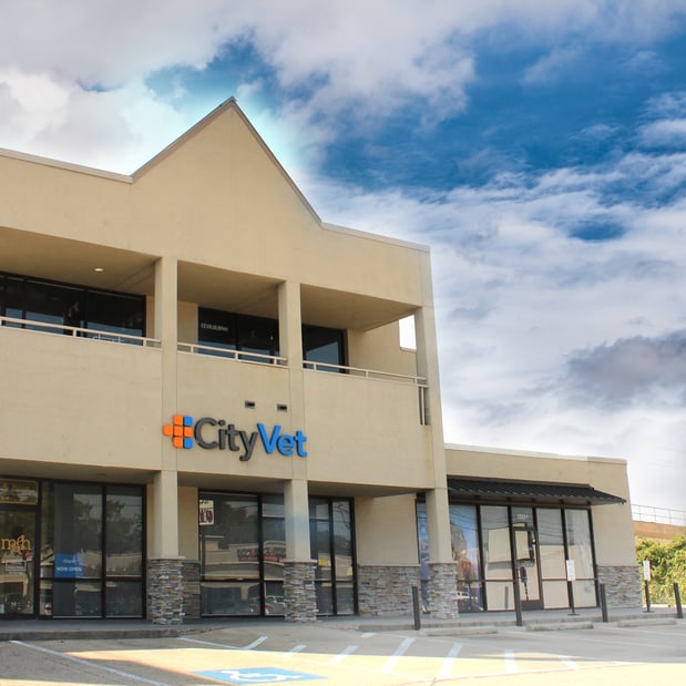 Images CityVet | Lovers Lane