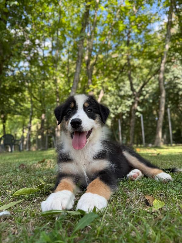 Images Rieshof Dogresort