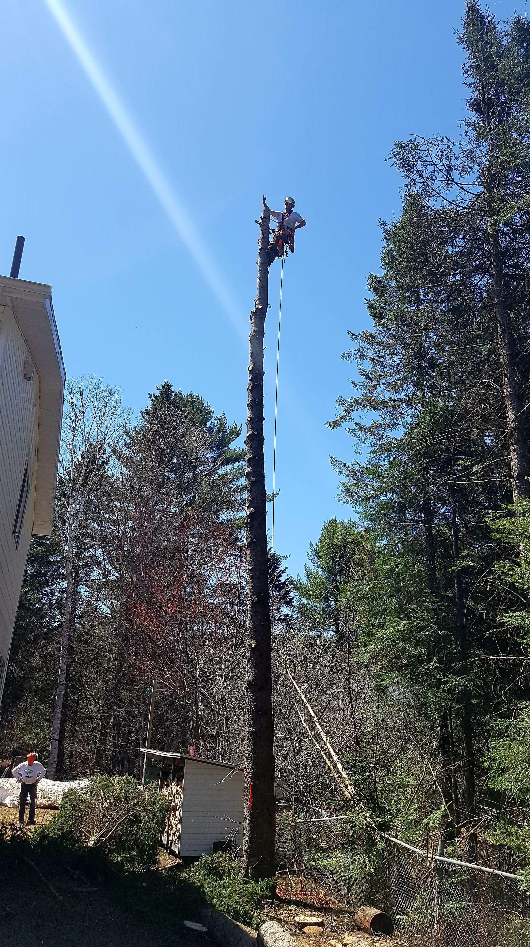 Images Élagage Frère d'Arbres