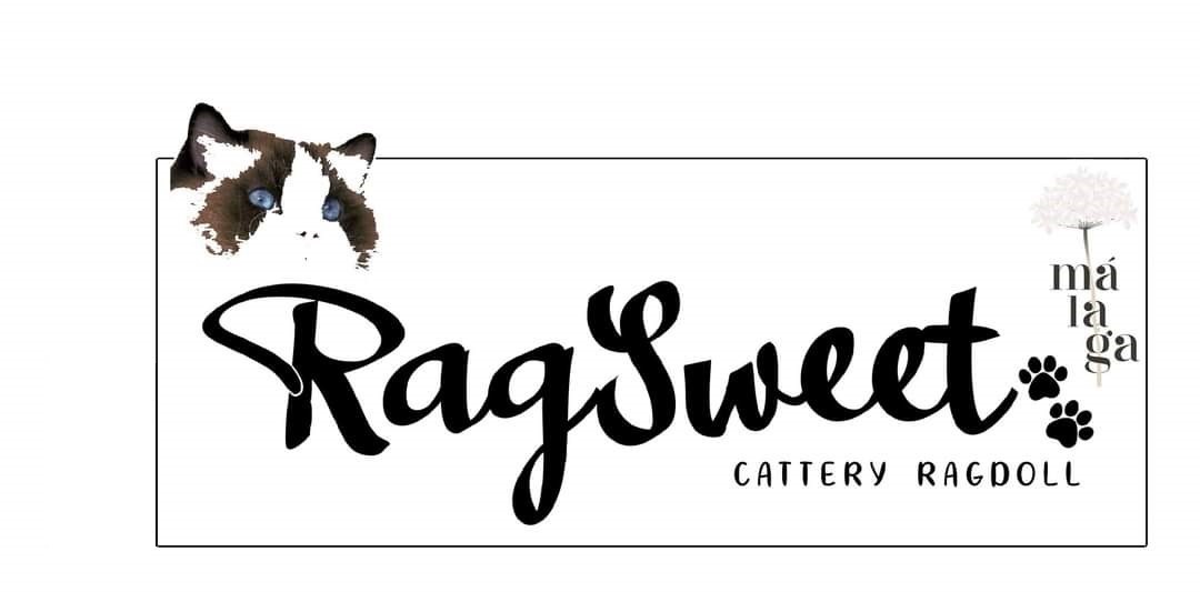 Images Ragdoll RagSweet