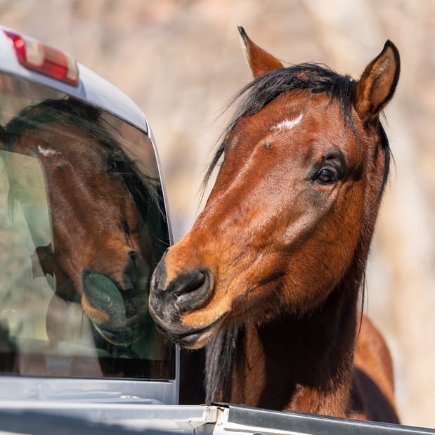 Images Sylvan Dale Guest Ranch & Wedding Venue