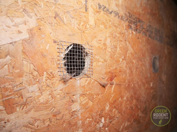 Images Green Rodent Restoration