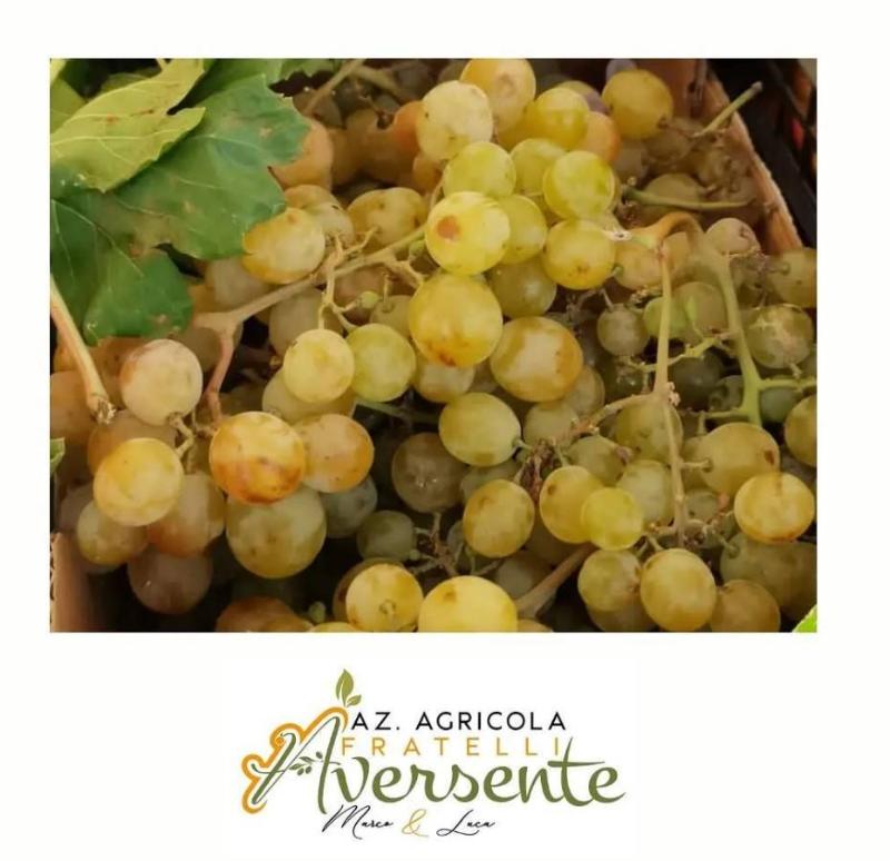 Images Azienda Agricola Aversente