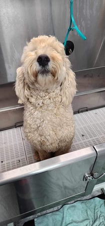 Images Dragonfly Dog Grooming LLC