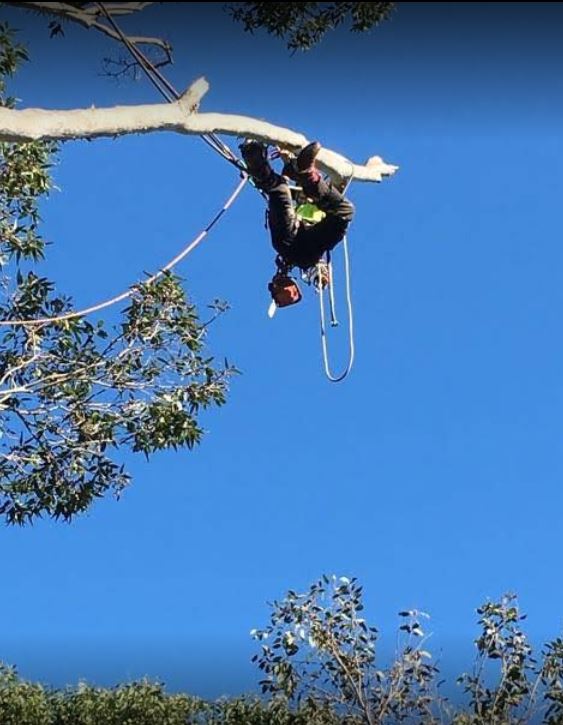 Images Horizon Total Tree Service