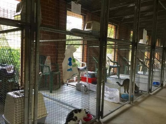Images Glenhaven Boarding Cattery