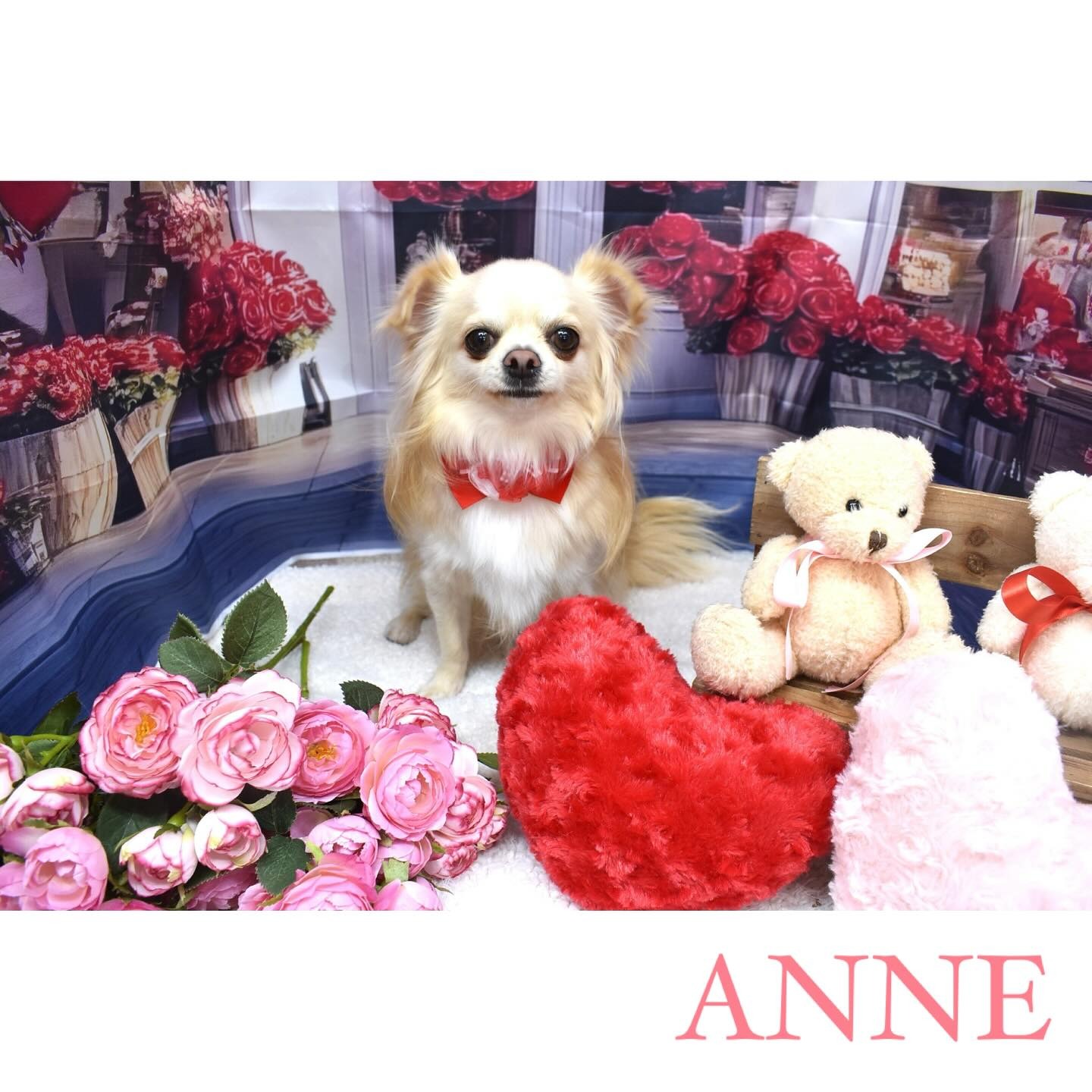 Images わんわんスタイルANNE