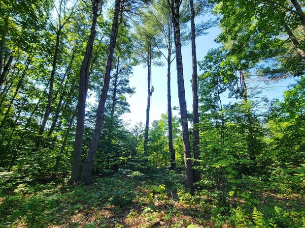 Images Pinnacle Tree Professional Arborists