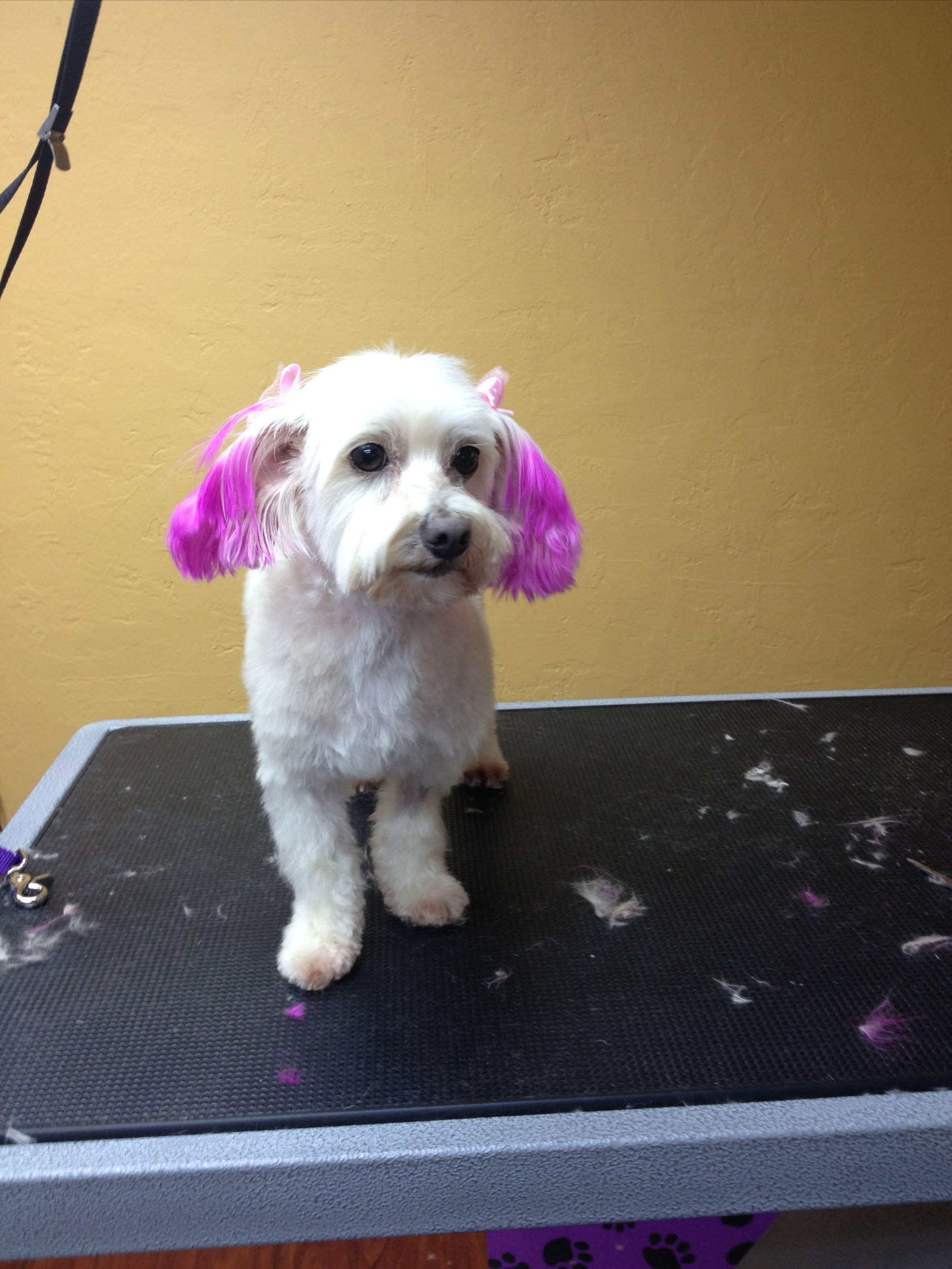 The "NEW" Mindy after grooming!