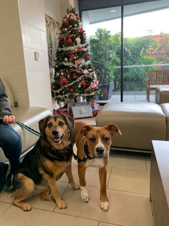Images VCA West Los Angeles Animal Hospital