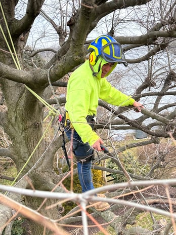 Images Northeast Tree Experts