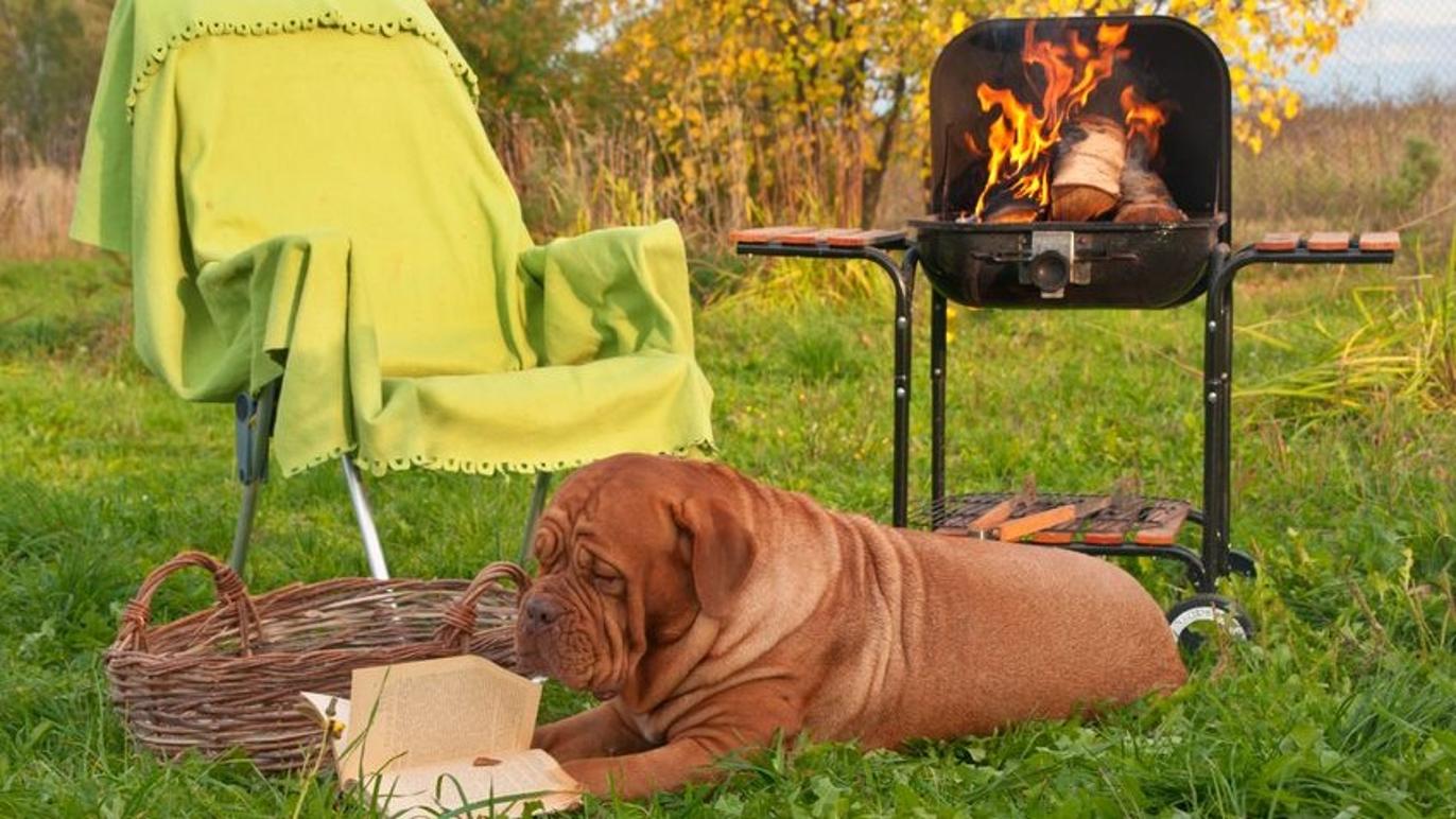 Images Dyreklinikken Viby Sjælland