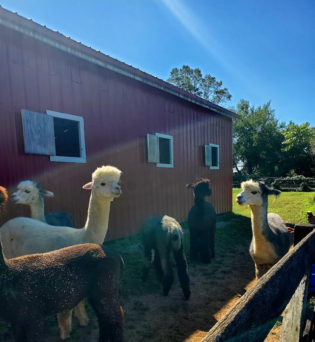 Images Alpaca Lane Criations