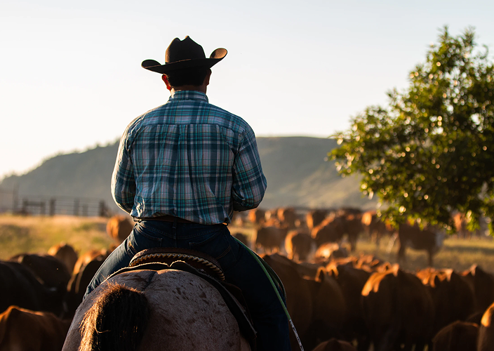 Farmer wearing a cowboy hat while herding cattle on horseback.