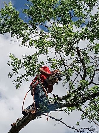 Images Tate's Tree Service