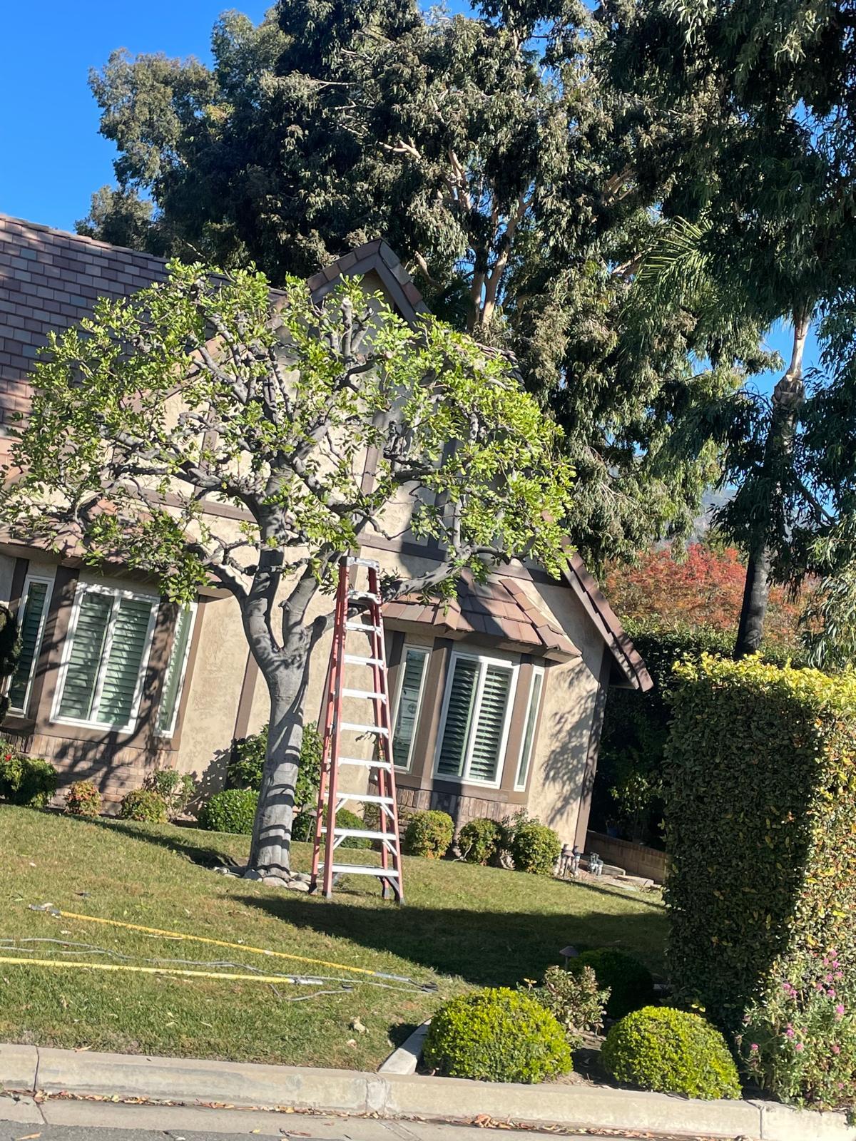 Miguel's Tree Services-Landscaping, gardener