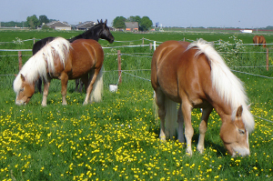 Foto's Paardenpraktijk De Kroon