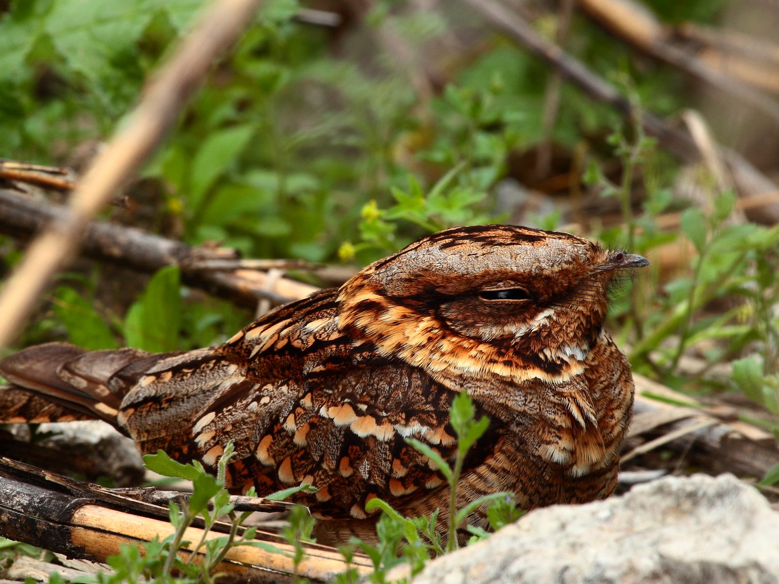 Countryside Wildlife Removal