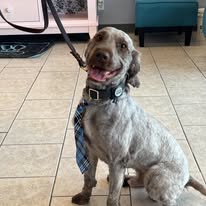 Lux Fur Pet Salon Image