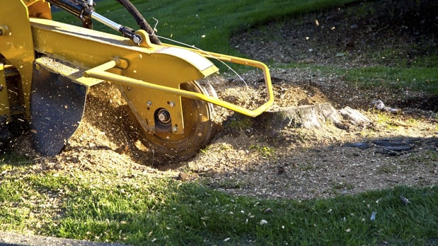 Images Rojas Chops Tree Service LLC