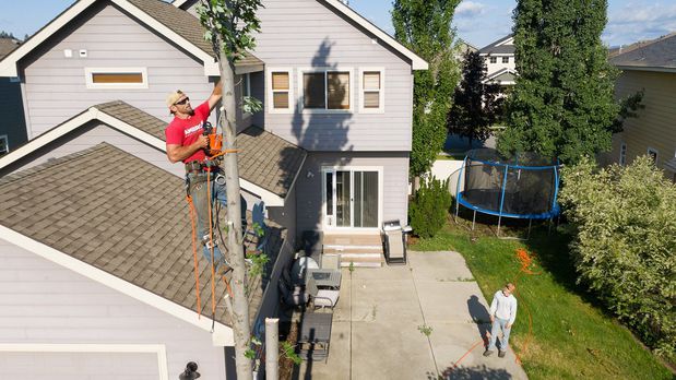 Images American Quality Tree Services