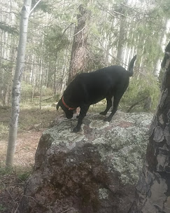 Mogote Meadow Cabins & RV Park Image