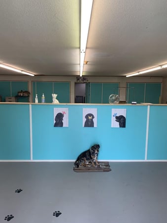 Images Pet Palace