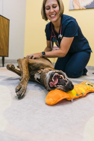 Images PetVet365 Pet Hospital Denver/Westminster