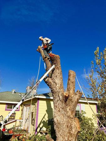 Images Kingdom Tree Services