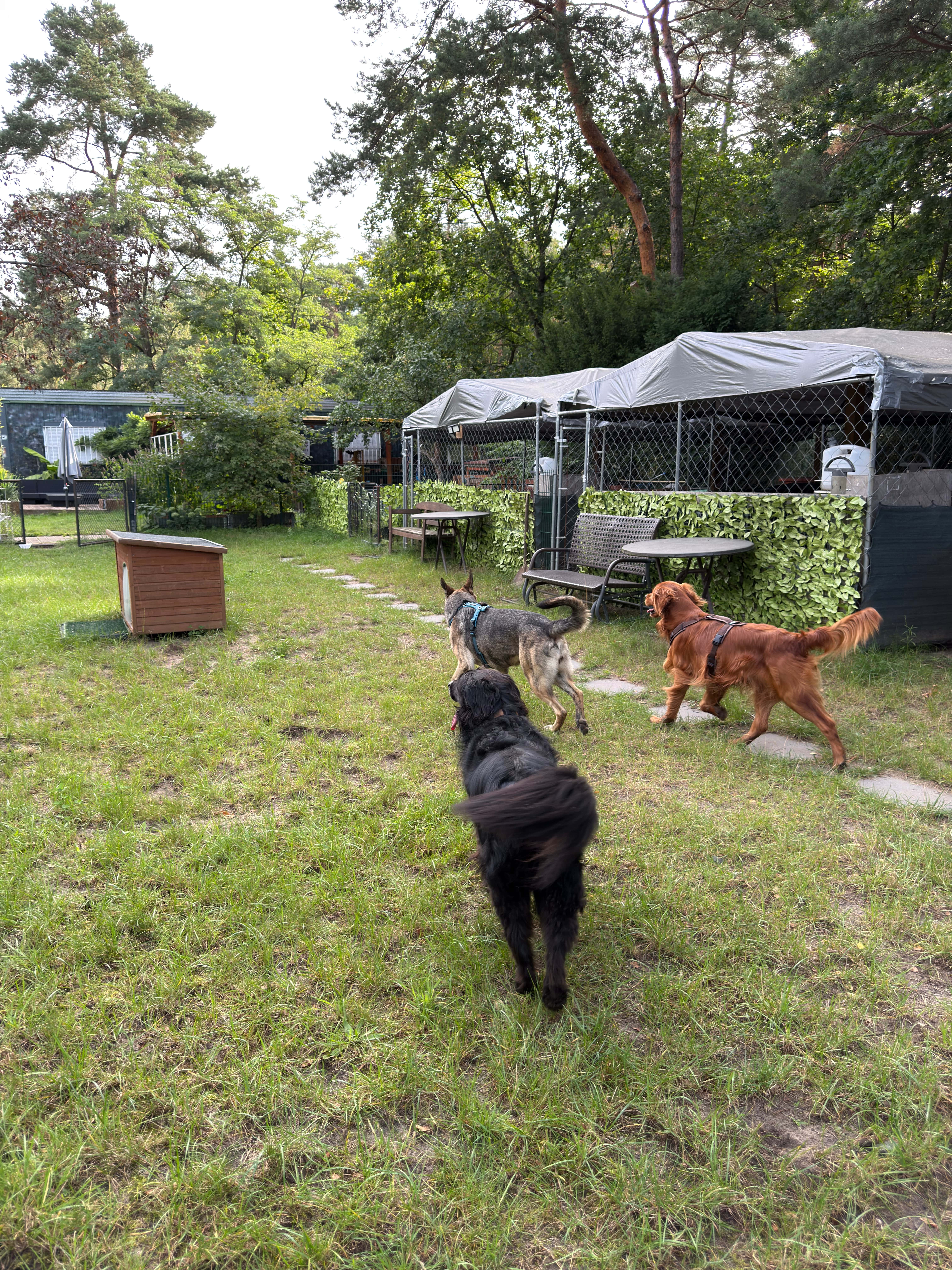 Bild 16 Dogcoach Hundezentrum in Berlin