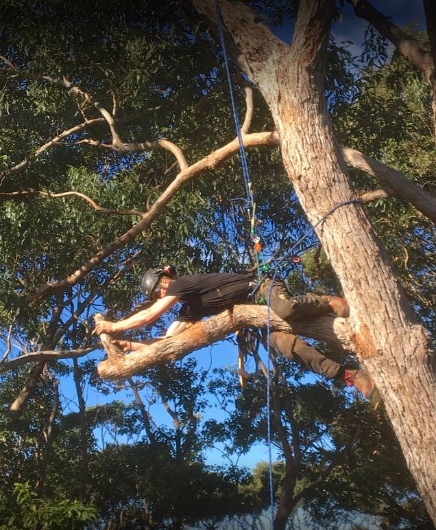 Images Horizon Total Tree Service