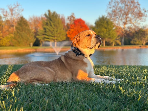 Images Outstanding K9