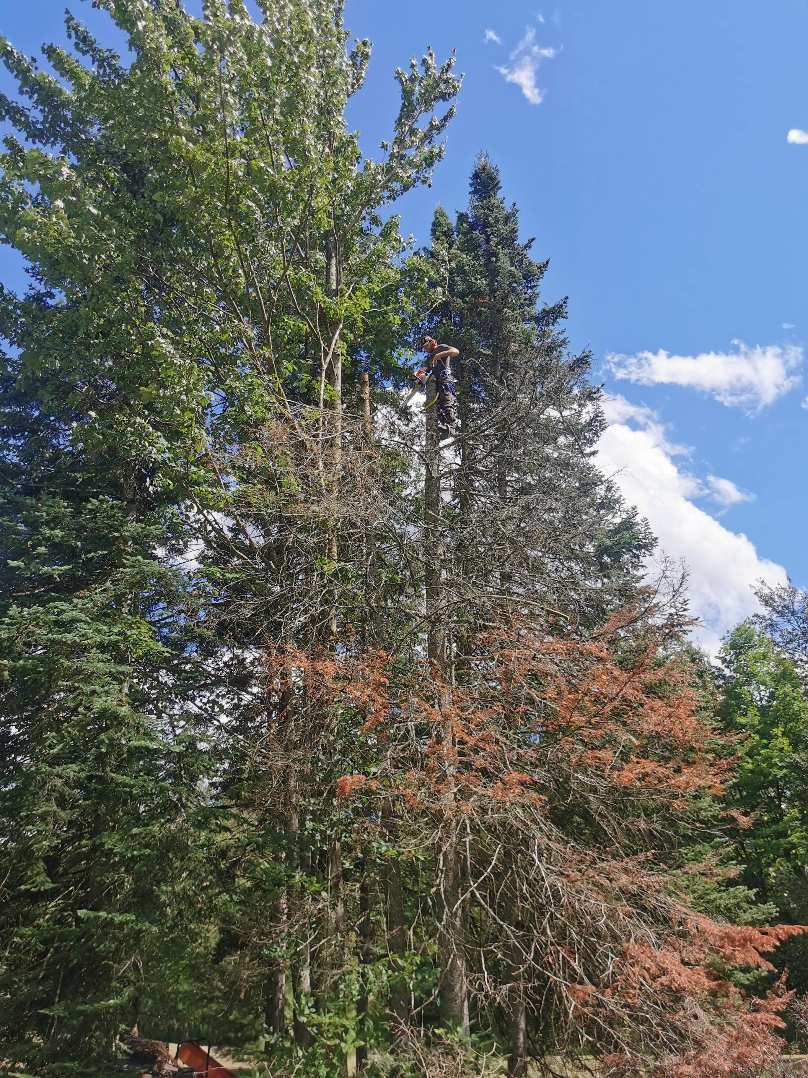 Images Altitude Abattage - Services d'arbres, Élagage, Émondage Eastman