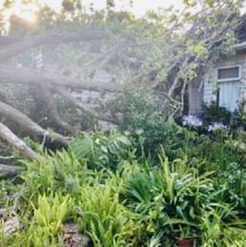 Images All Suburbs Tree & Stump Removal