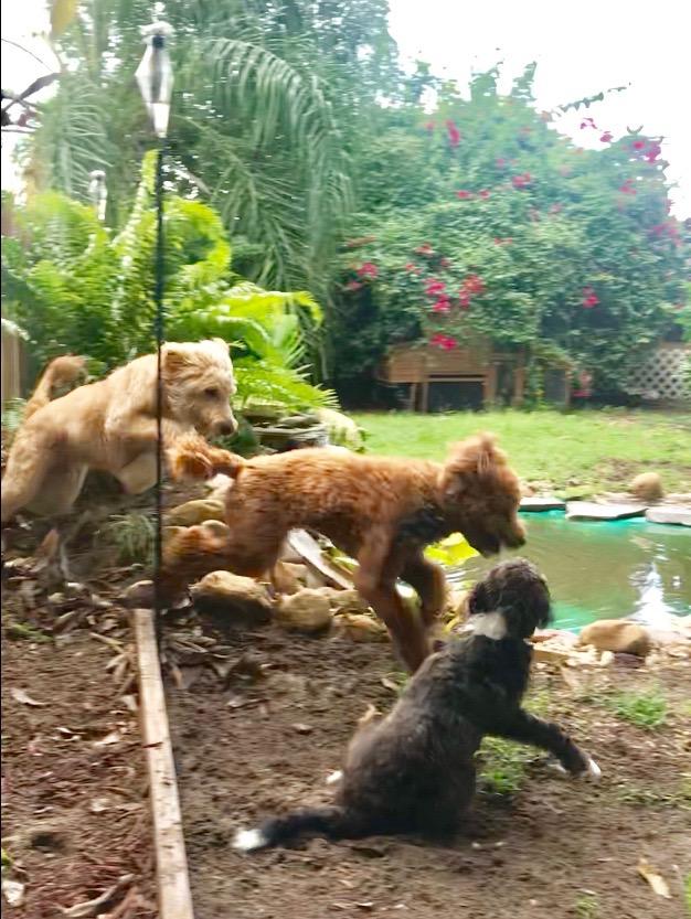 Pet Daycare
