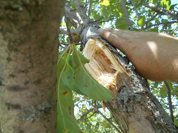Images Wellman Tree Service