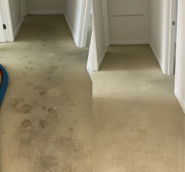 Images Harbor Tile & Carpet Cleaning