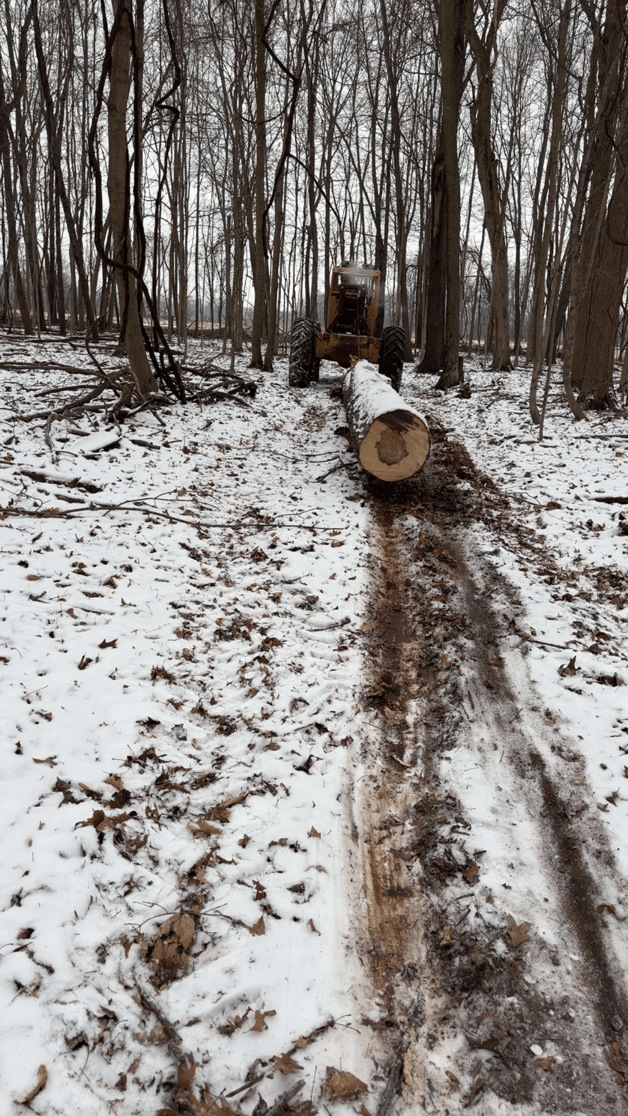 Woodman's Tree Service Image