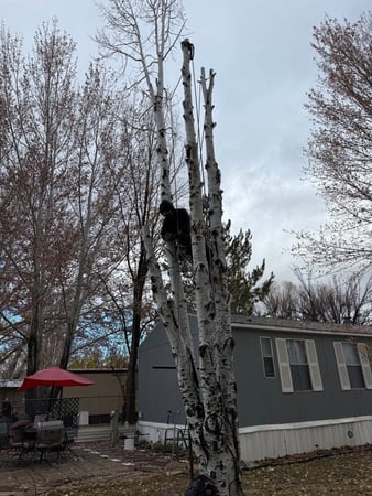 Images H & S Tree Care