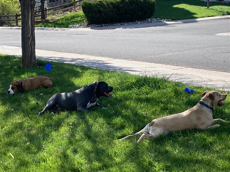 Dogs newly protected by Invisible Fence® in Douglas County, CO