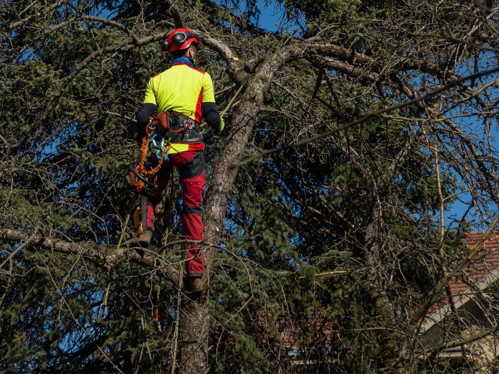 Neighborhood tree service