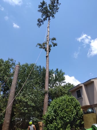 Images Strecker Tree Service