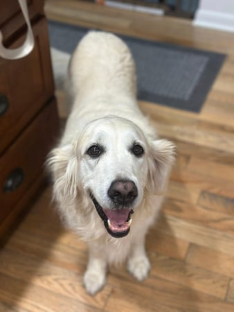 Images Leash and Love LLC